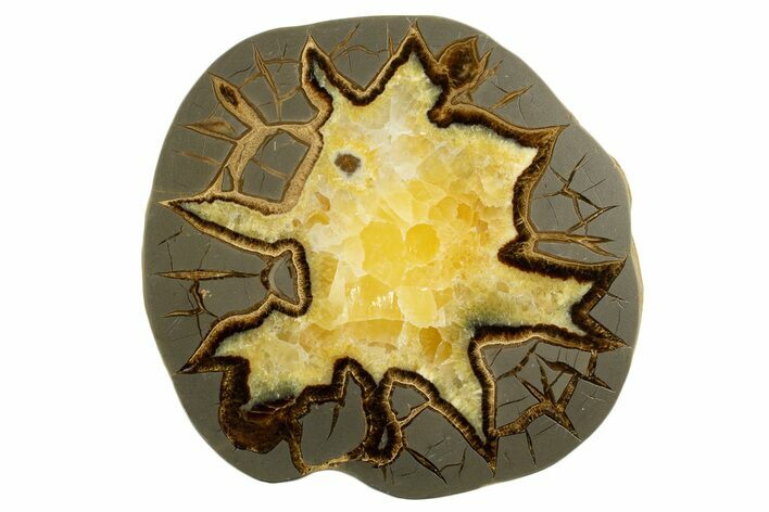 Polished Septarian Slab - Utah #338234